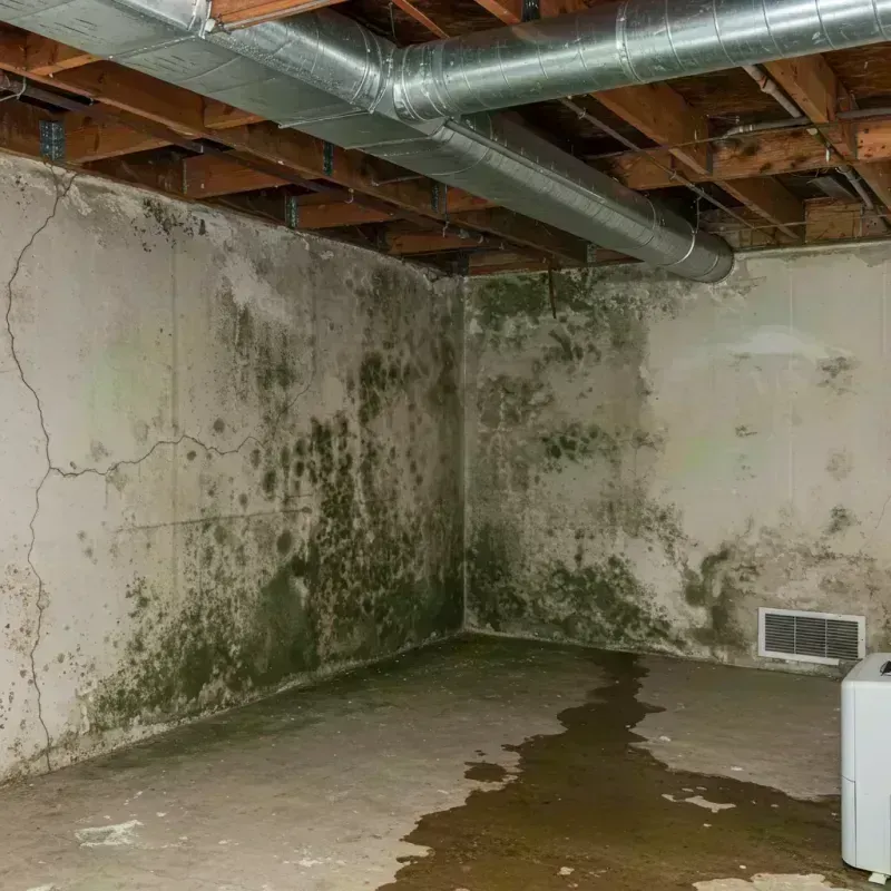 Professional Mold Removal in El Dorado Springs, MO